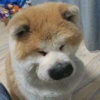 躺下别动了头像