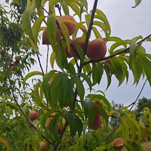 小桃头像