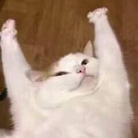 咩呀咩呀呀咩呀咩头像