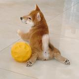 柴犬肘子怂包蛋头像