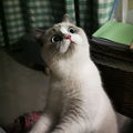 一点也不可爱头像