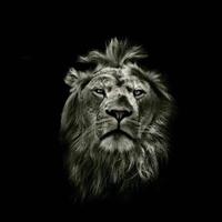 无拘无束的清新风声头像