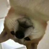 回家睡觉头像