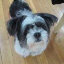 天堂里的花大咩的个人资料头像