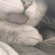 前端小柴鸡的个人资料头像