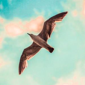 Seagull🕊️头像
