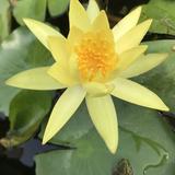木兰真好开头像