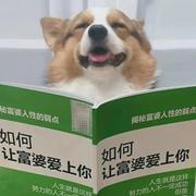 没有理想的人不伤心的个人资料头像