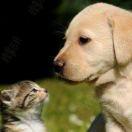 前端小菜一枚的个人资料头像