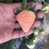 用户小林苗圃头像
