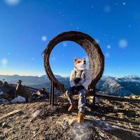 林垦Z就是帅头像