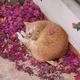 秋刀鱼与猫323头像