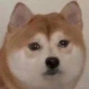 程序员萌新的个人资料头像