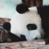 长在海边的人头像