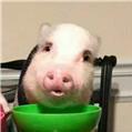 快乐小猪咯咯咯头像