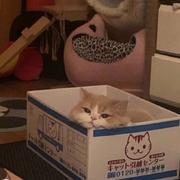 梓里的个人资料头像