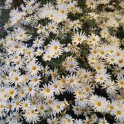 菜鸡阿伟的个人资料头像