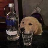 愿喝冰红茶头像