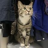 查瑞斯康达头像