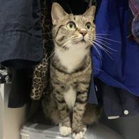 查瑞斯康达头像