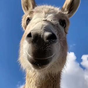 狗蛋科普头像