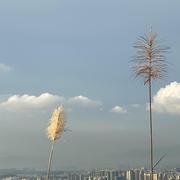 JazzyW的个人资料头像