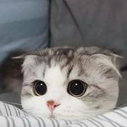 CChan的个人资料头像