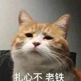 虾米and小鱼头像