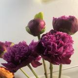 芍药好看头像