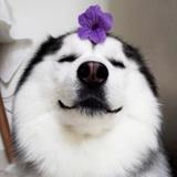 默言八零后头像