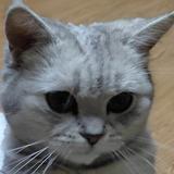TIGERll头像
