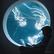 AlanJou的个人资料头像