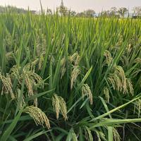 冬冬小生活头像