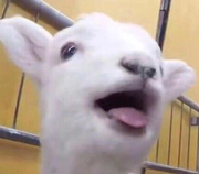 写代码要有个响亮的名的个人资料头像