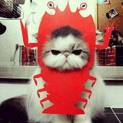 luckycat53719的个人资料头像