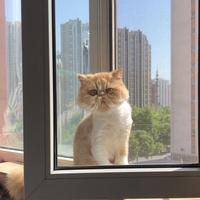 酱小姬头像