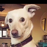 三毛_的个人资料头像