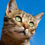 可充电的Aaron的个人资料头像