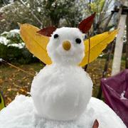 白衣鸽子的个人资料头像