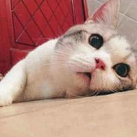 顶固全屋定制1头像