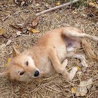 天上掉馅饼砸晕我头像