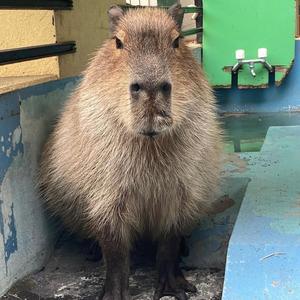 Capybaralife711头像