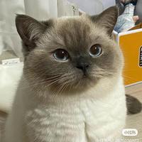 优雅雪梨zlE头像