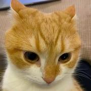 Pheno的个人资料头像