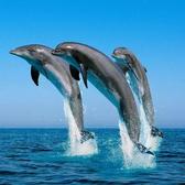 东海豚🐬头像