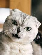 苏清平的个人资料头像