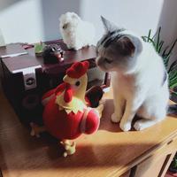 正大光明铅笔7XV头像