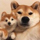 去北极的snow的个人资料头像