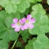 莲花5388头像
