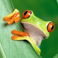 猫爪必须在上Z头像